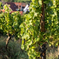 Weinlese 2020