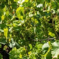 Weinberge