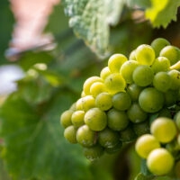 Weinberge