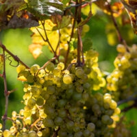 Weinberge