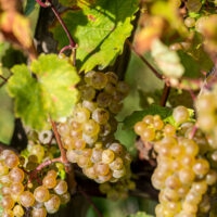 Weinberge