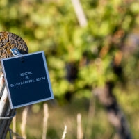 Weinlese 2022