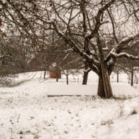 Weinberge im Winter