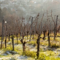 Weinberge