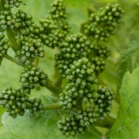 Weinberge Eck & Simmerlein