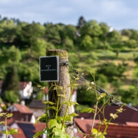 Weinberge Eck & Simmerlein