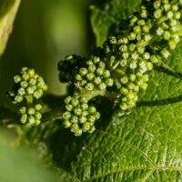 Weinberge Eck & Simmerlein