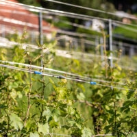 Weinberge Eck & Simmerlein