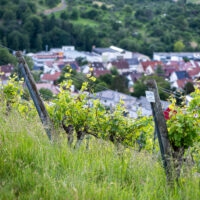 Weinberge Eck & Simmerlein