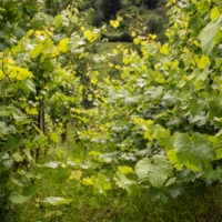 Weinberge
