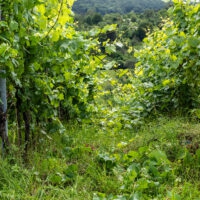 Weinberge
