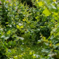 Weinberge