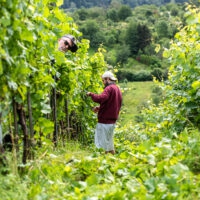 Weinberge
