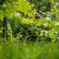 Weinberge