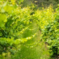 Weinberge