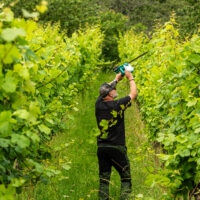 Weinberge