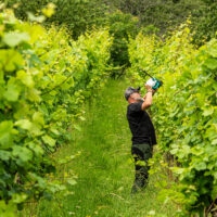 Weinberge