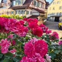 64E083D2-6761-437E-98BB-13BEDCA45F68