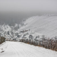 Weinberge im Winter
