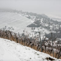 Weinberge im Winter