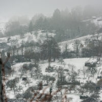 Weinberge im Winter