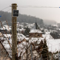 Weinberge im Winter