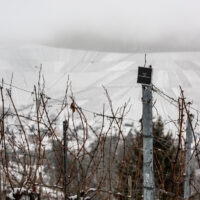 Weinberge im Winter