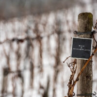 Weinberge im Winter