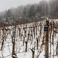 Weinberge im Winter