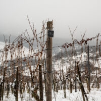 Weinberge im Winter