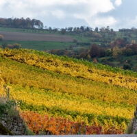 Herbst im Weinberg