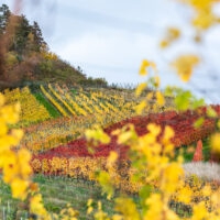 Herbst im Weinberg
