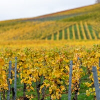 Herbst im Weinberg