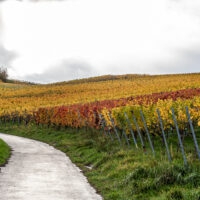 Herbst im Weinberg