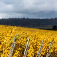 Herbst im Weinberg