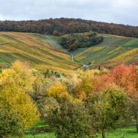 Herbst im Weinberg