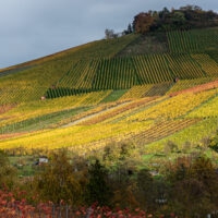 Herbst im Weinberg