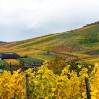 Herbst im Weinberg